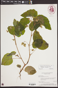 Begonia cucullata image