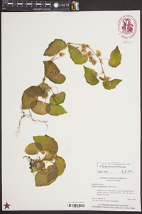 Begonia cucullata image