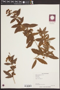 Berberis sargentiana image