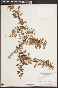 Berberis thunbergii image