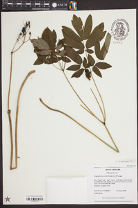 Caulophyllum thalictroides image