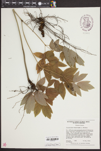 Caulophyllum thalictroides image