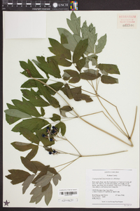 Caulophyllum thalictroides image