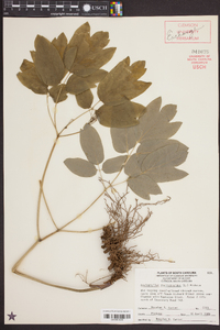 Caulophyllum thalictroides image