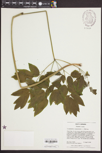 Caulophyllum thalictroides image