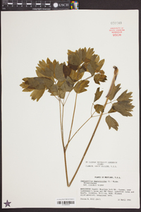 Caulophyllum thalictroides image