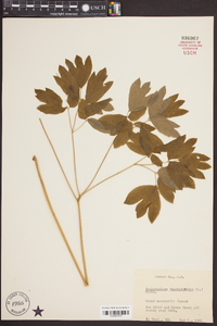 Caulophyllum thalictroides image