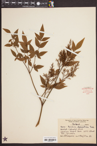 Nandina domestica image