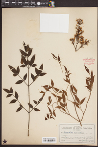 Nandina domestica image