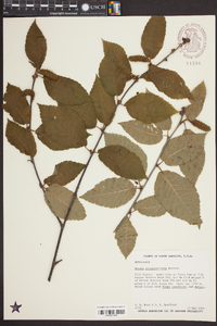 Betula alleghaniensis image