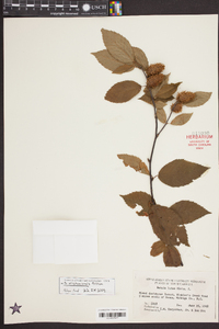 Betula alleghaniensis image