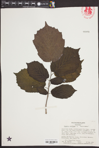 Corylus avellana image