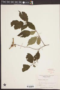 Corylus cornuta image