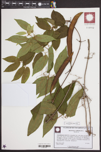 Bignonia capreolata image