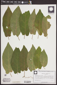 Bignonia capreolata image