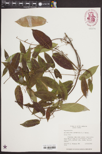 Bignonia capreolata image