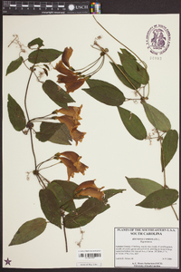 Bignonia capreolata image