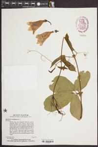 Bignonia capreolata image