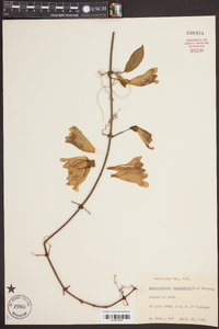 Bignonia capreolata image