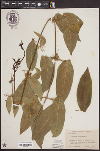 Bignonia capreolata image