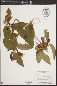 Bignonia capreolata image