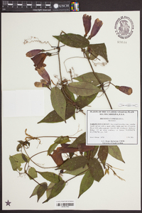 Bignonia capreolata image