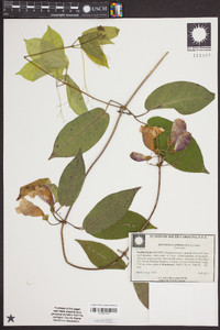 Bignonia capreolata image