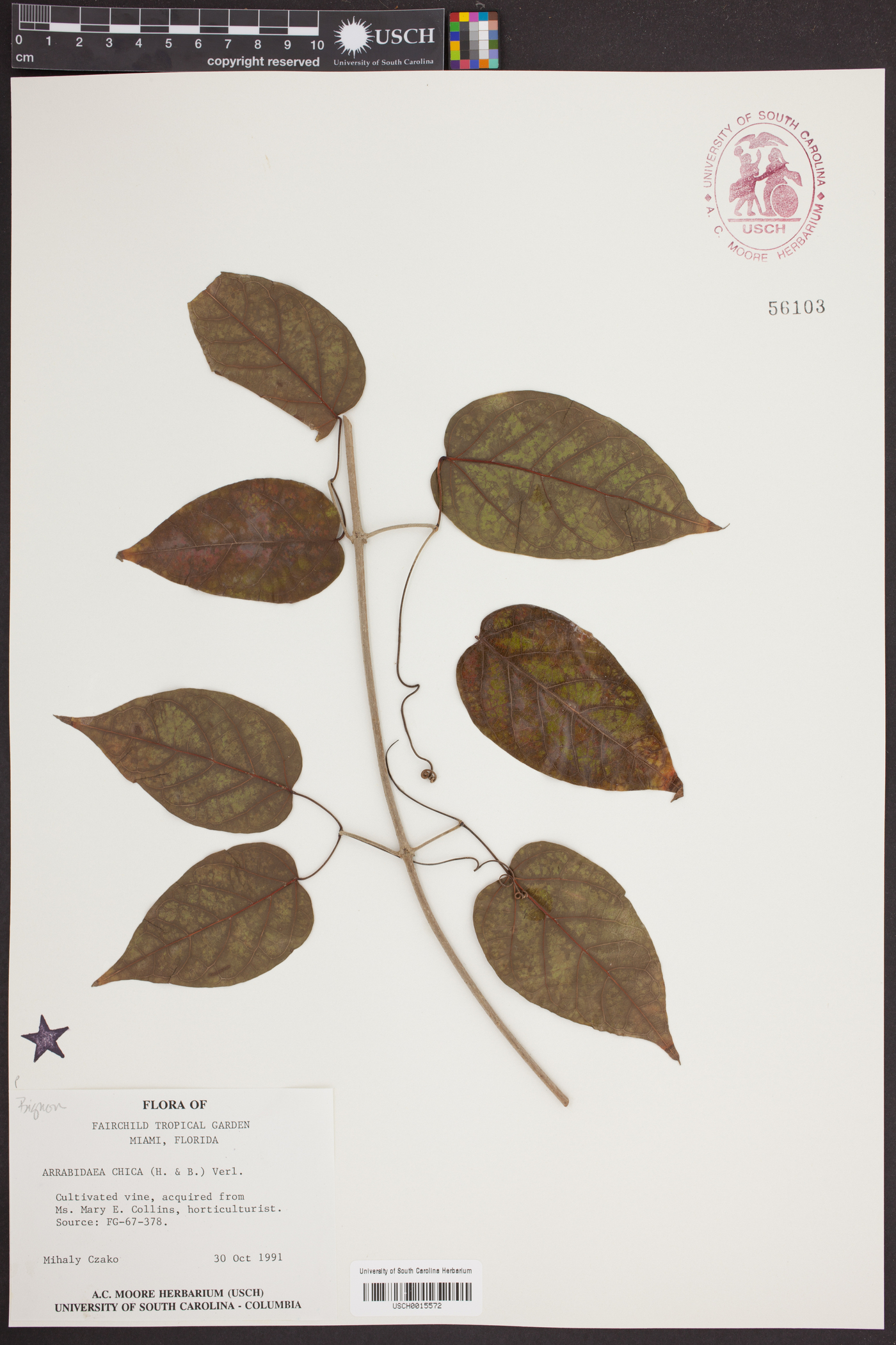 Arrabidaea image