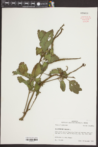 Heliotropium indicum image