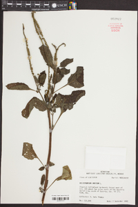 Heliotropium indicum image