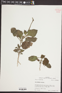 Heliotropium indicum image