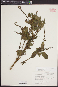 Heliotropium indicum image