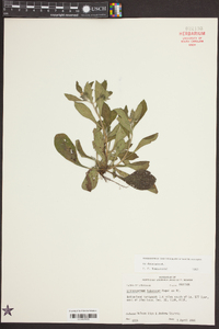 Lithospermum tuberosum image