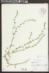 Buglossoides arvensis image