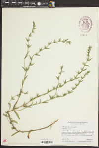 Buglossoides arvensis image