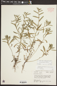 Buglossoides arvensis image