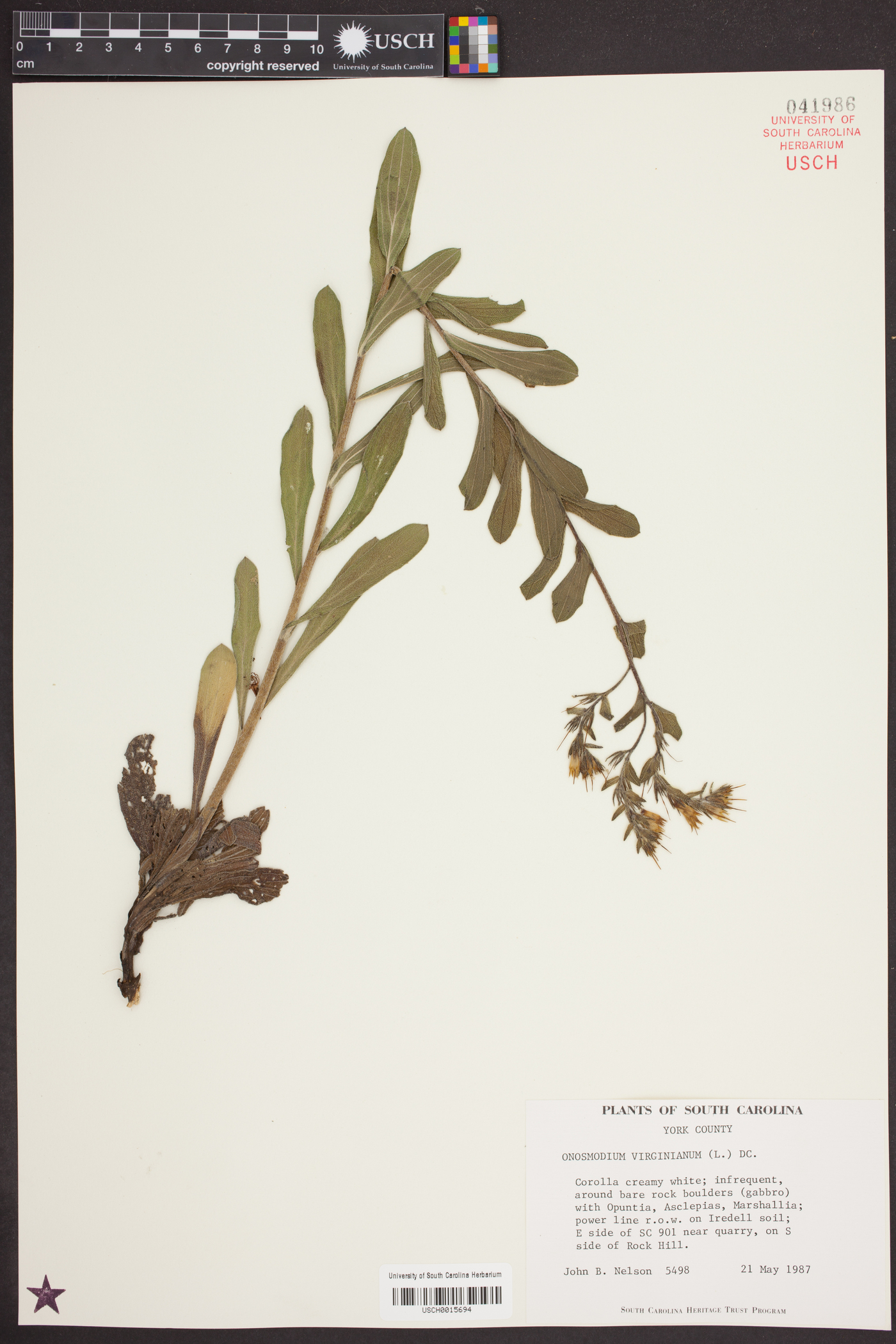 Onosmodium virginianum image
