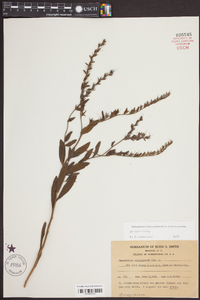 Onosmodium virginianum image