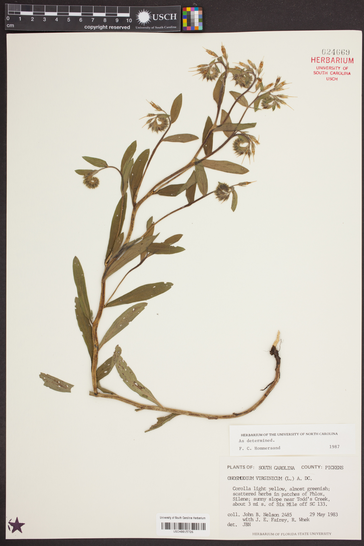 Onosmodium virginianum image