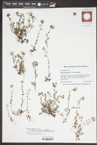 Phacelia dubia image