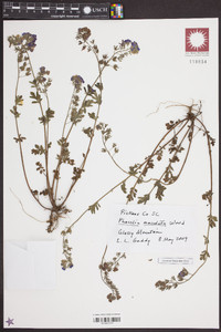 Phacelia maculata image