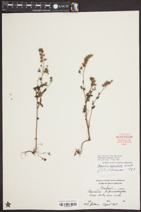 Phacelia maculata image