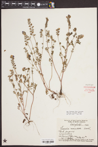 Phacelia maculata image