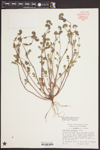 Phacelia maculata image