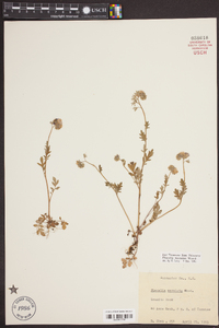 Phacelia maculata image