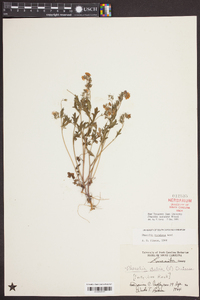 Phacelia maculata image