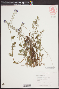 Phacelia maculata image