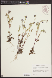 Phacelia hirsuta image