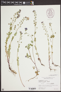 Phacelia hirsuta image