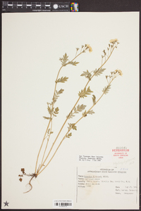 Phacelia fimbriata image